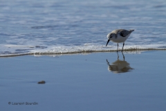 Oh mon beau miroir ! Bécasseau sanderling