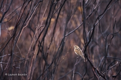 Bruant des roseaux en plumage hivernal dans la brande brûlée de la réserve naturelle du Pinail.