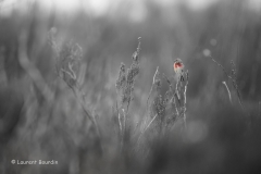 Une linotte de couleur