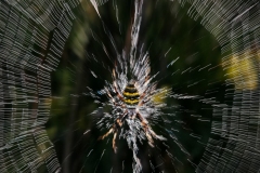 Araignée filante