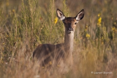Bichette - Laurent Bourdin - photographe animalier et de nature