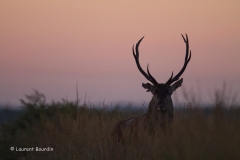 Portrait matinal - Le brame du cerf - Laurent Bourdin - photographe animalier et de nature