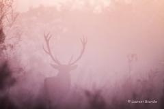 Grand cerf dans la brume -Le brame du cerf - Laurent Bourdin - photographe animalier et de nature