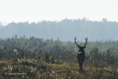 Le départ - Le brame du cerf- Laurent Bourdin - photographe animalier et de nature