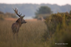 Après le combat - Le brame du cerf - Laurent Bourdin - photographe animalier et de nature