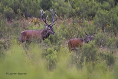 Course poursuite - brame du cerf - Laurent Bourdin - photographe animalier et de nature